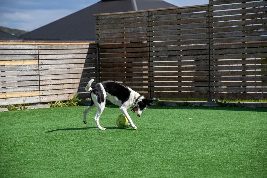 Dog playing on pet-friendly artificial grass in a fenced Vaughan backyard